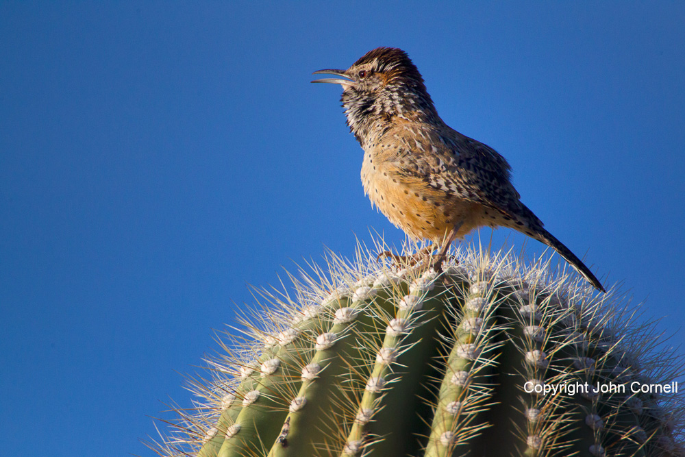 Arizona;Boyce Thompson Arboretum State Park;Cactus Wren;Campylorhynchus brunneicapillus;One;Wren;avifauna;bird;birds;color image;color photograph;feather;feathered;feathers;natural;nature;outdoor;outdoors;portrait;wild;wilderness;wildlife